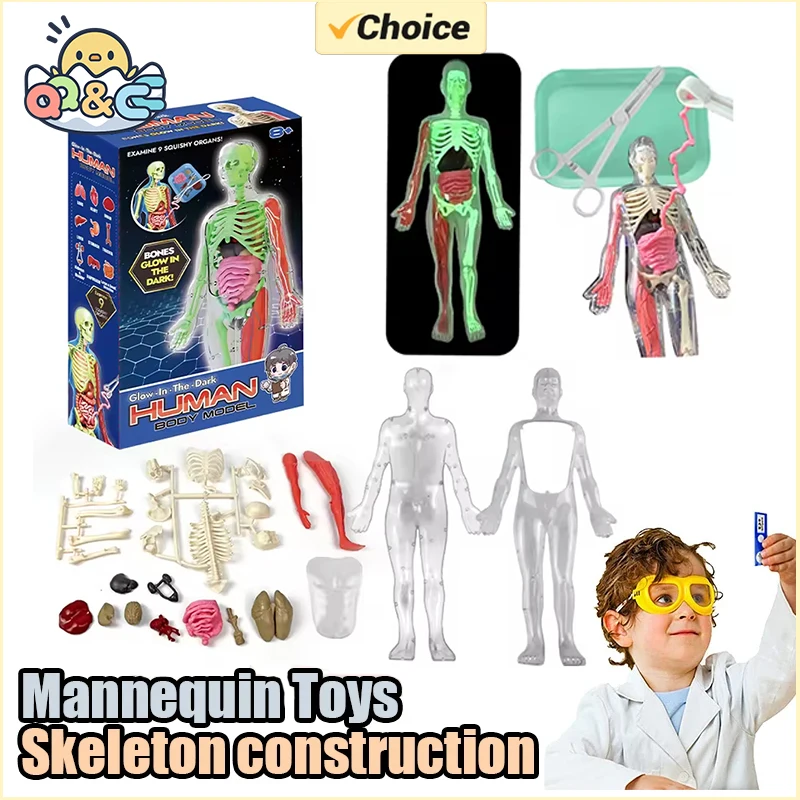 โครงกระดูกมนุษย์ออร์แกน Anatom - Model Kit Fantasy บทวิจารณ์และราคา